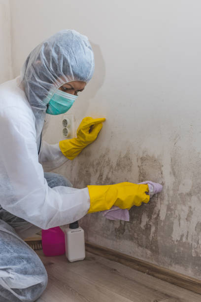 Best Comprehensive Air Testing for Mold Contaminants  in Ebensburg, PA